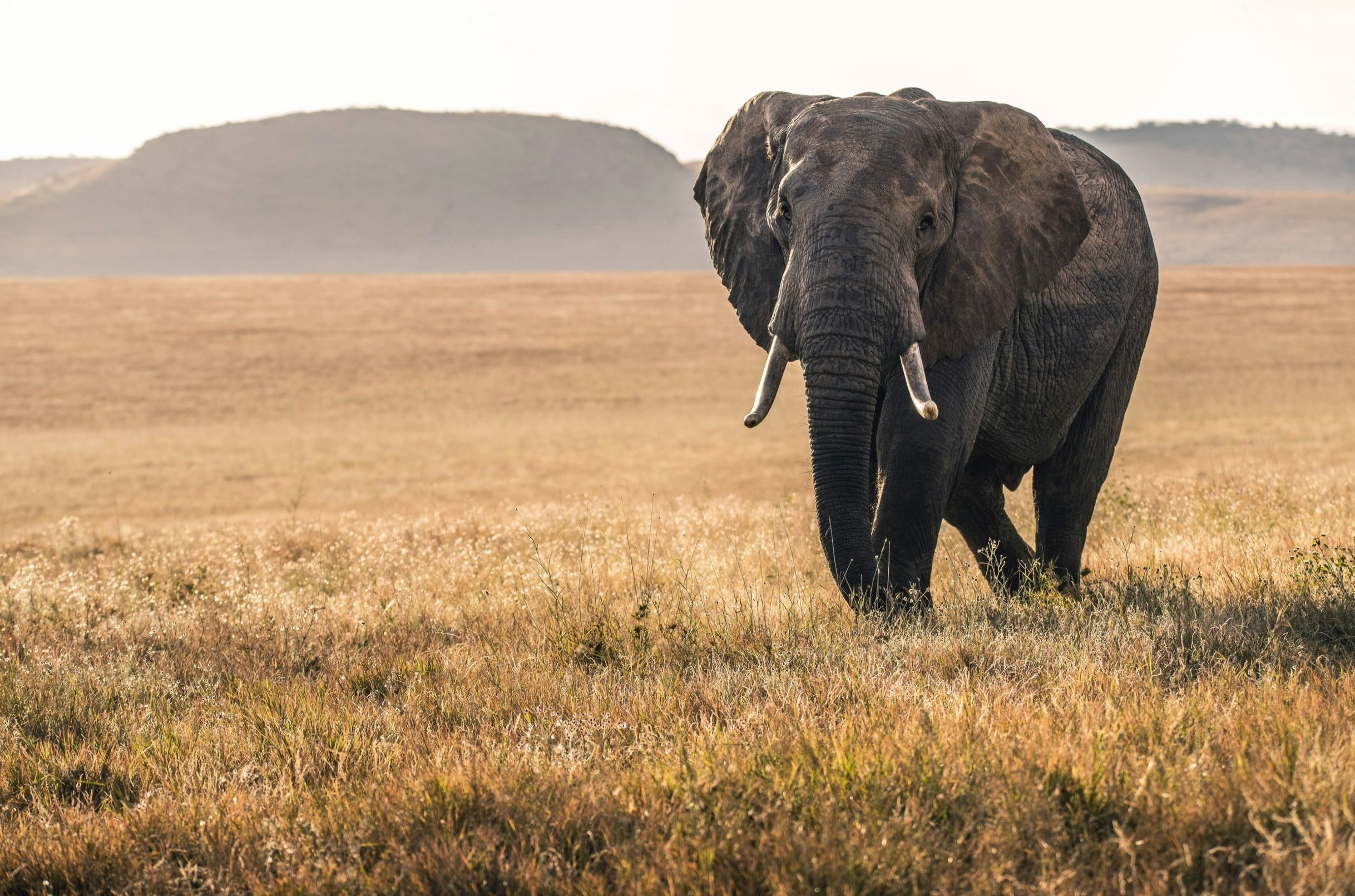 Olifant loopt door de gouden savanne in Zuidelijk Afrika bij zacht licht
