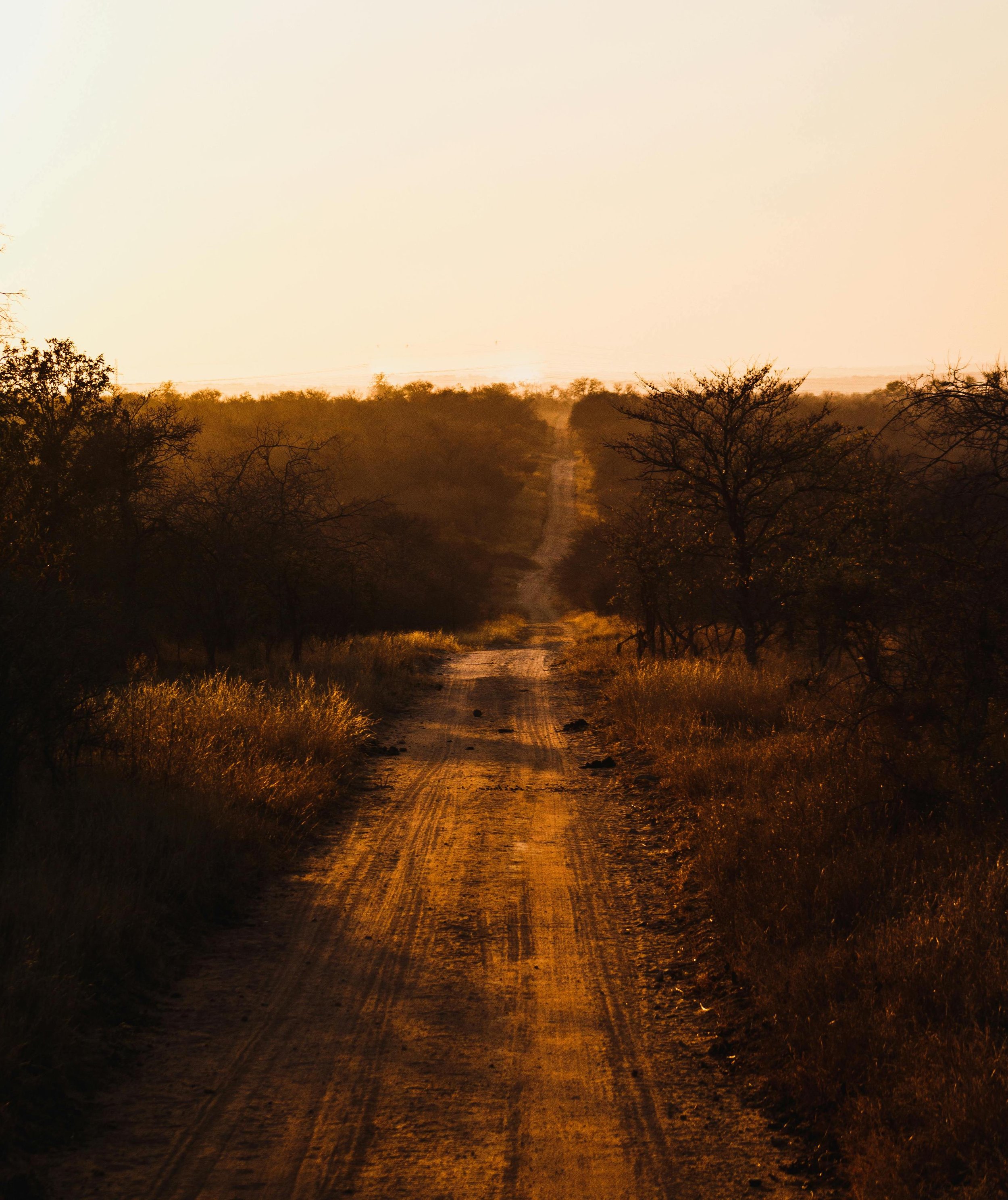 Zandweg door de Afrikaanse bush in gouden avondlicht