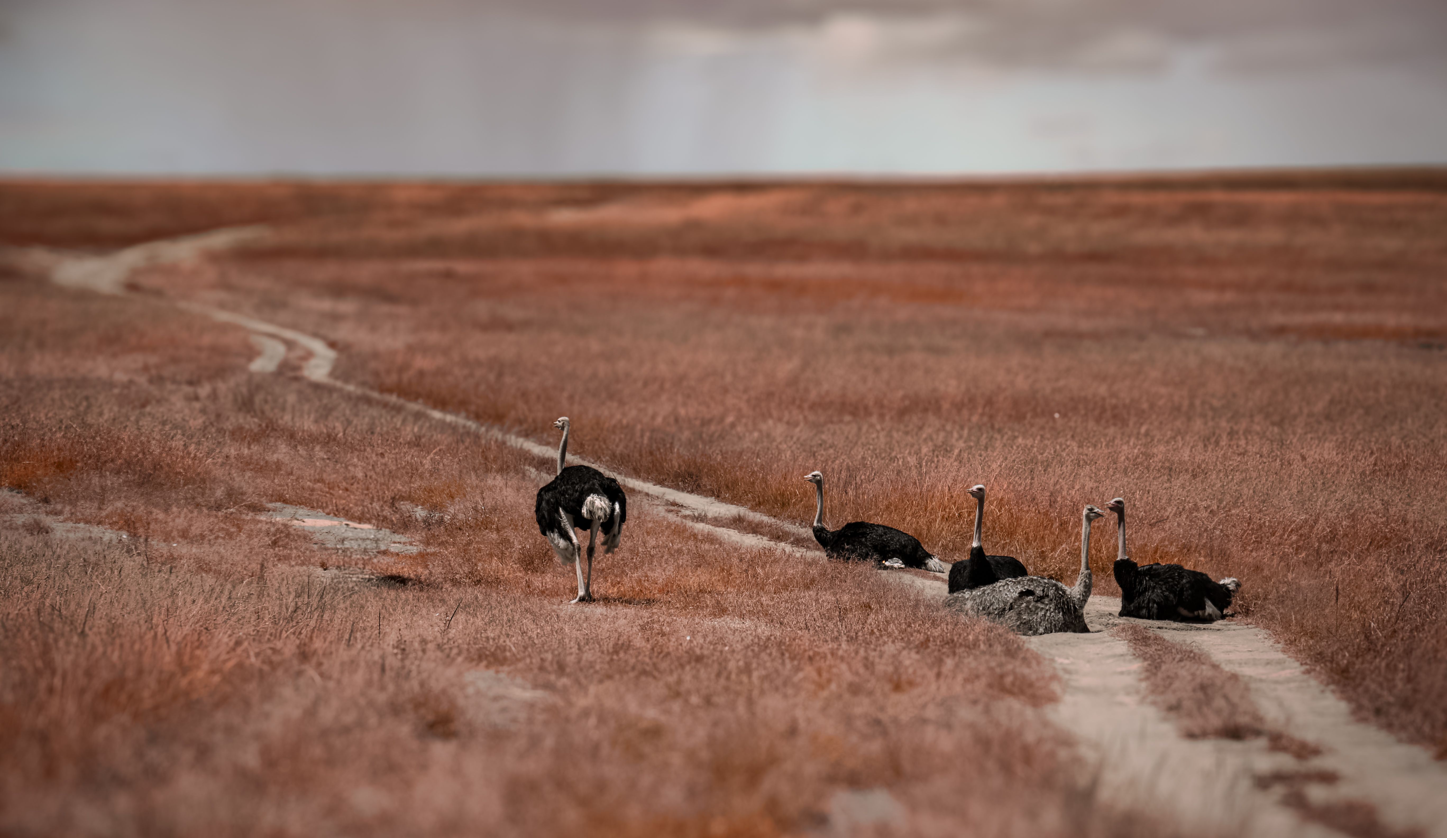 Sielvol Afrika — veelgestelde vragen