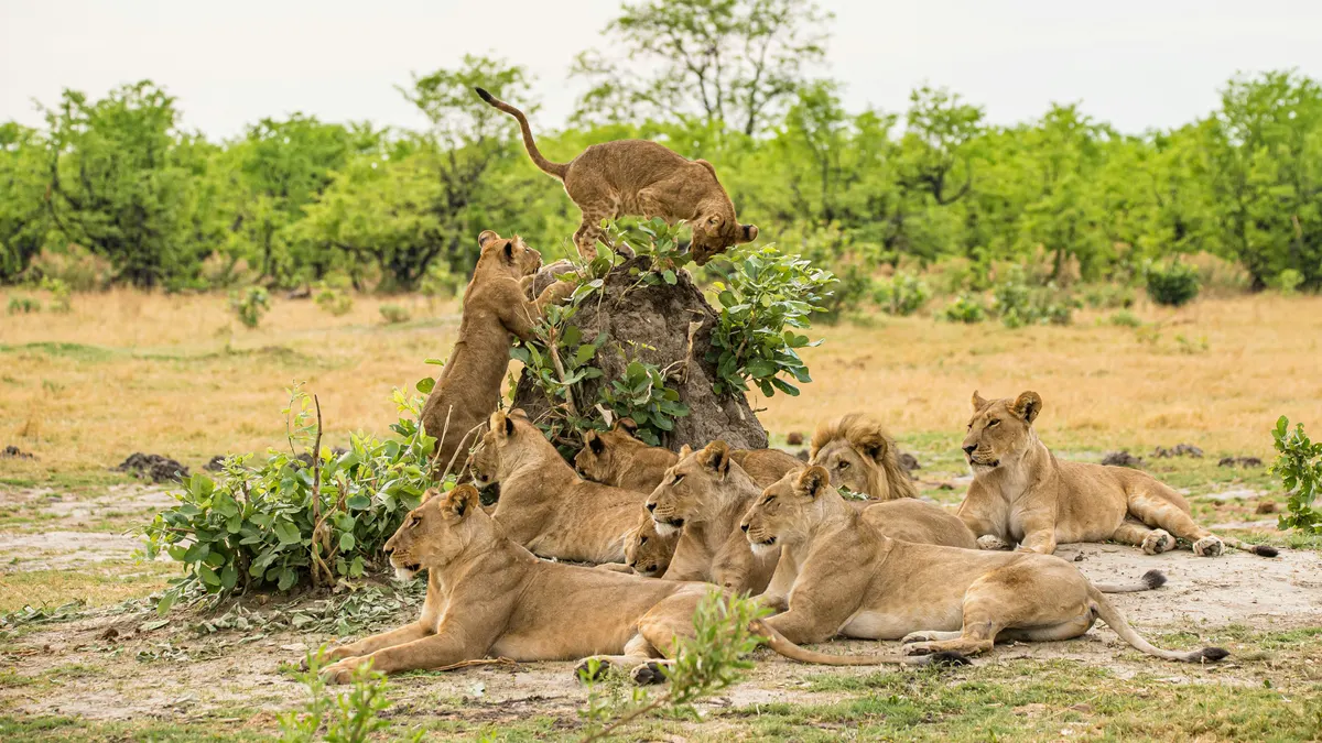 Botswana — reisindruk