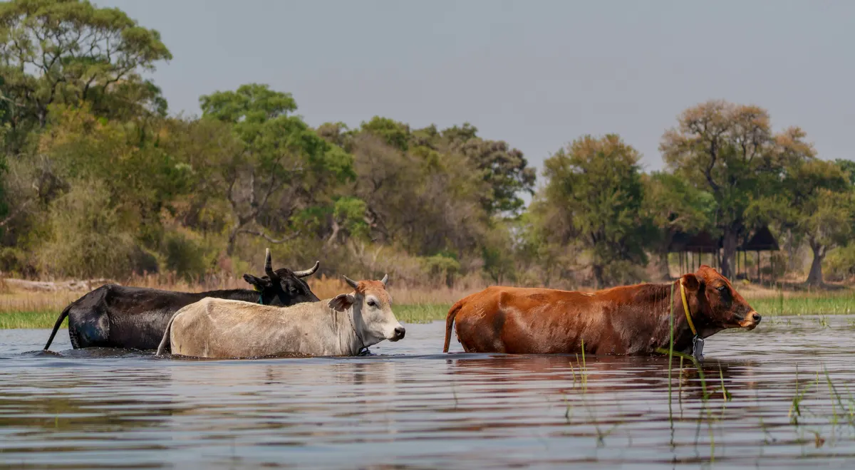 Botswana — reisindruk