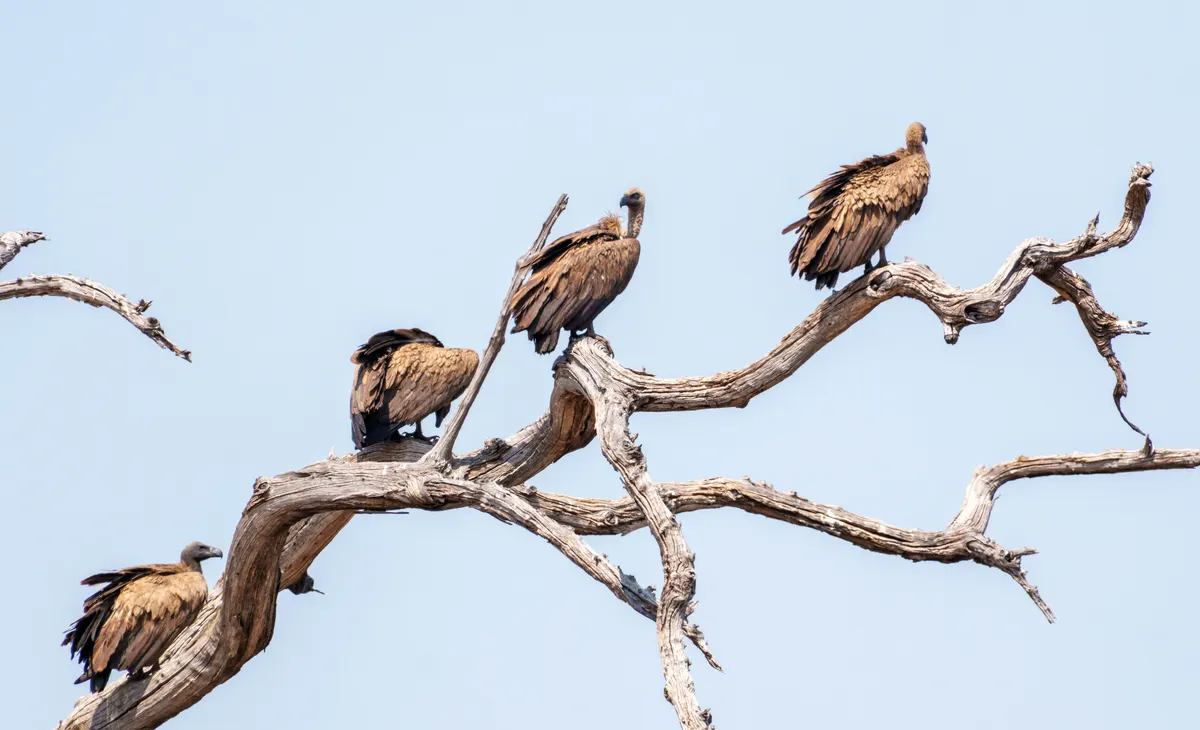 Botswana — reisindruk