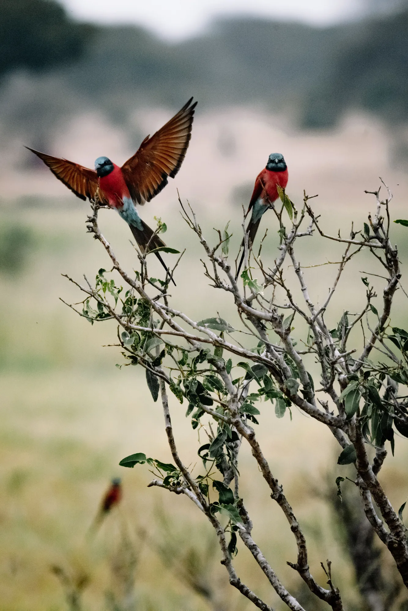 Twee karmijnrode bijeneters — rood met turkoois — op een kale struik in de Afrikaanse savanne, één met gespreide vleugels