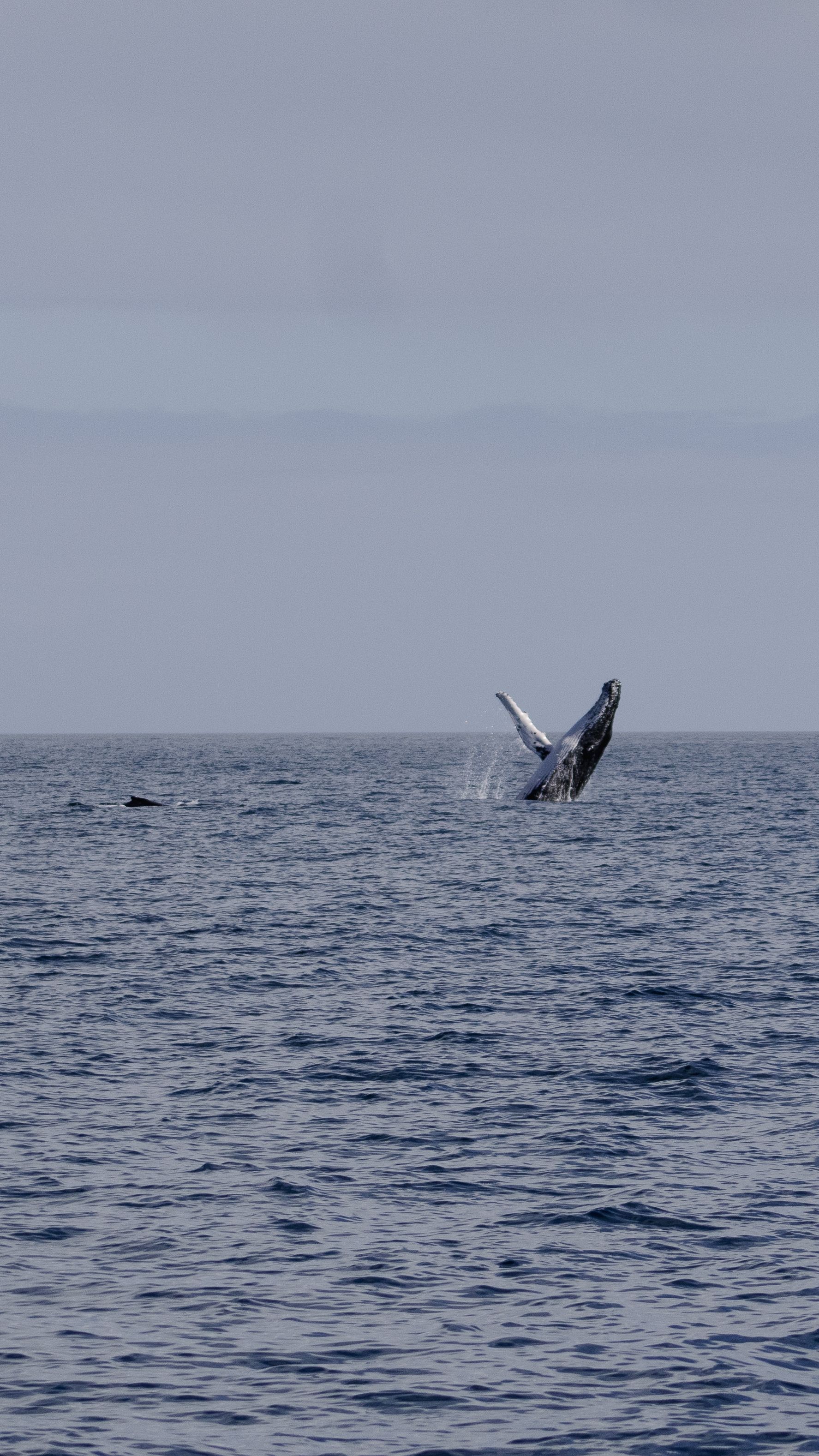 Walvissen voor de kust bij Hermanus tijdens het walvisseizoen in Zuid-Afrika