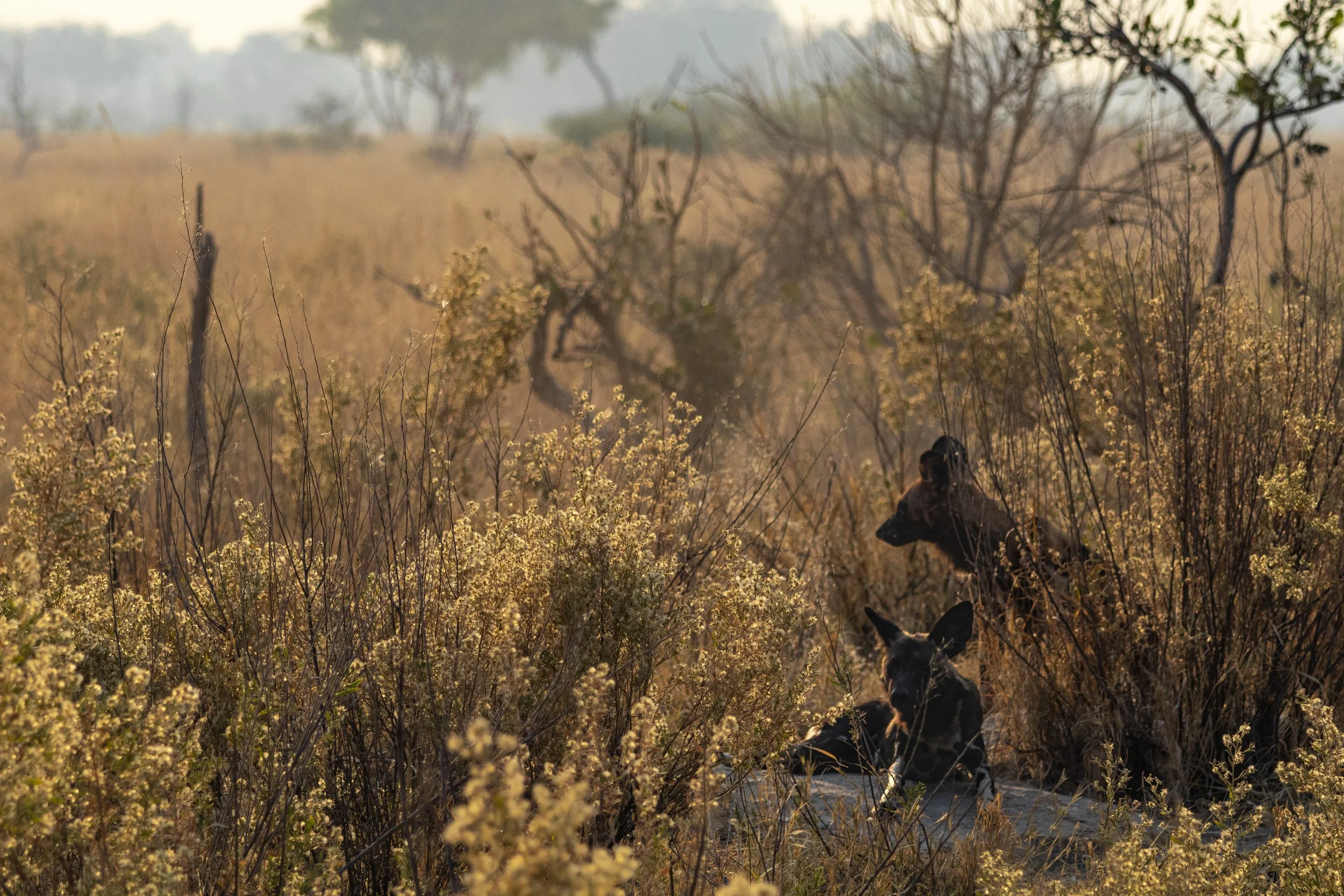 A pack of wild dogs in the wilderness of Southern Africa